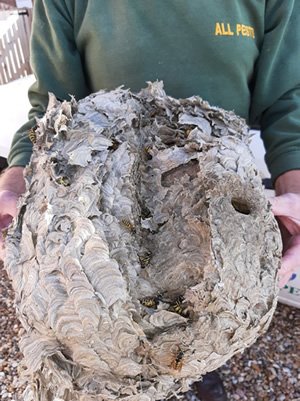 pest control specialist holding a wasp's nest