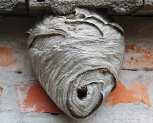 wasp nest